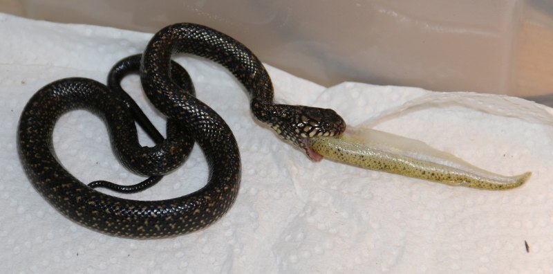 Индийская очковая Кобра