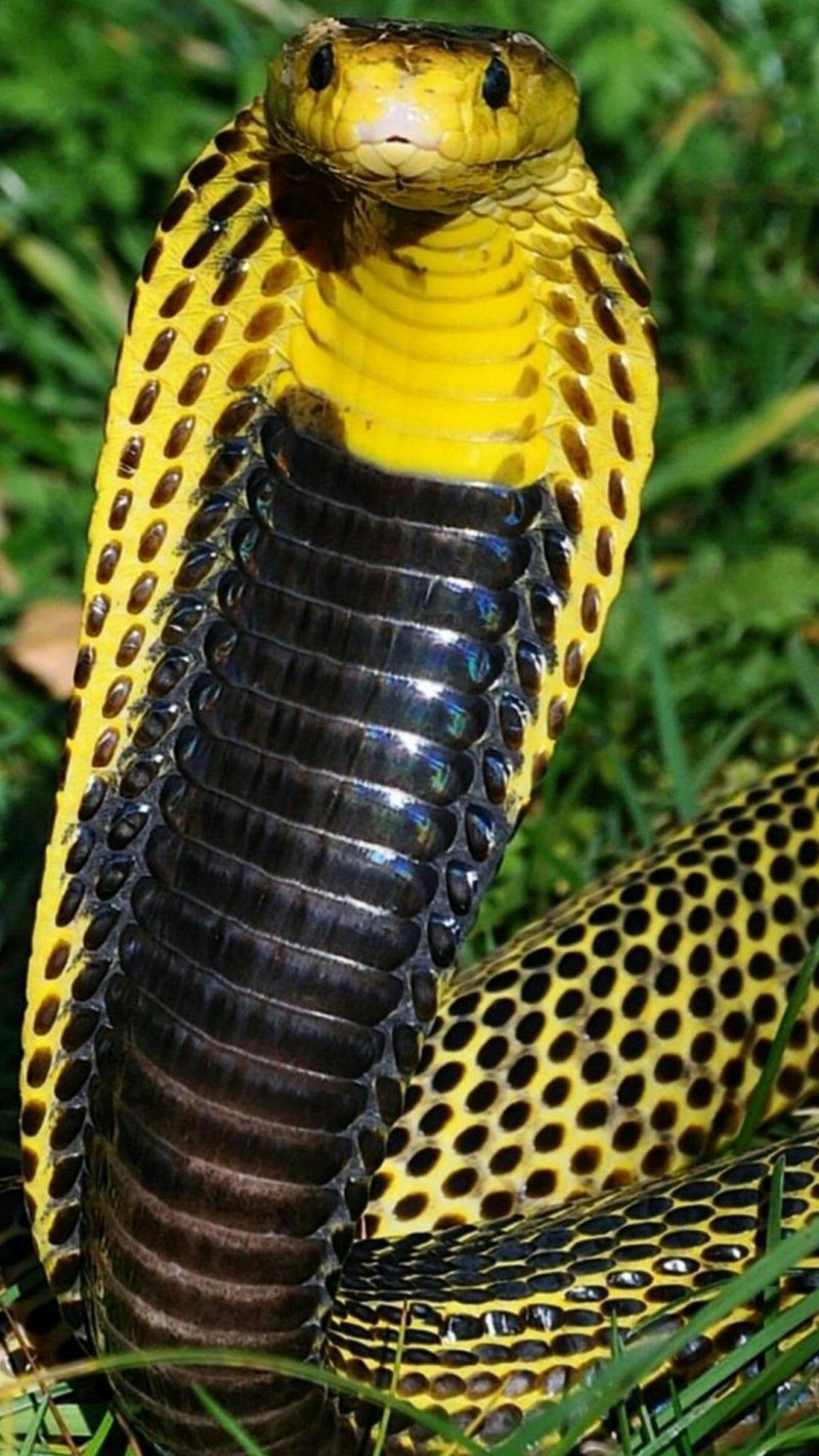 Кустарниковая гадюка АТЕРИС