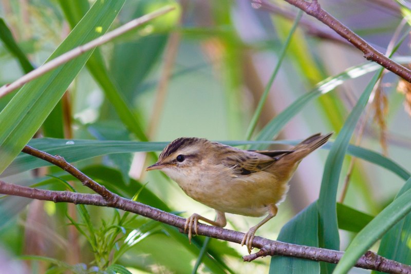 Камышовка барсучок птица