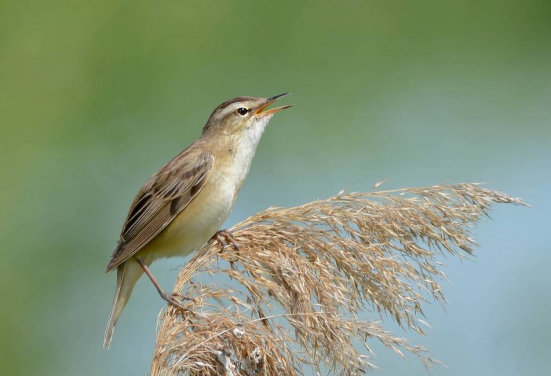 Птичка Камышовка-барсучок