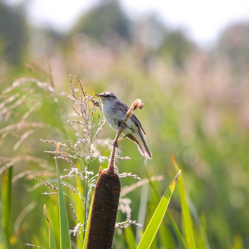 Камышовка-барсучок самец