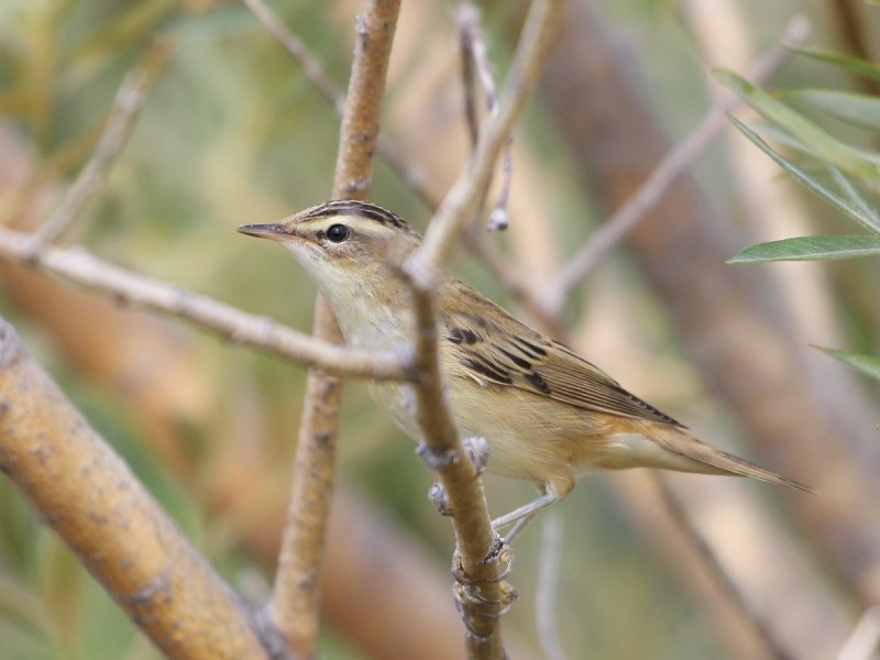 Птичка Камышовка-барсучок