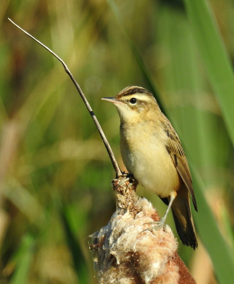 Тростниковая овсянка Камышовка