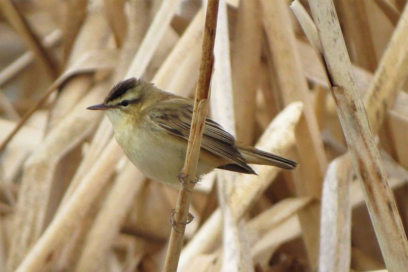 Маньчжурская Камышовка