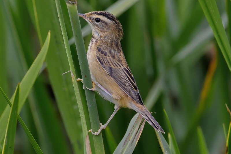 Вышивка Камышовка барсучок