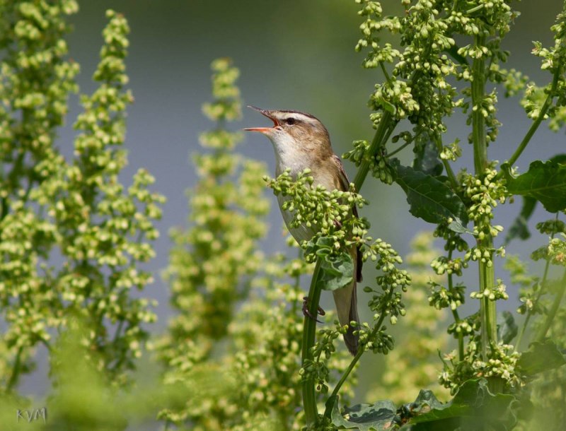 Камышовка обыкновенная