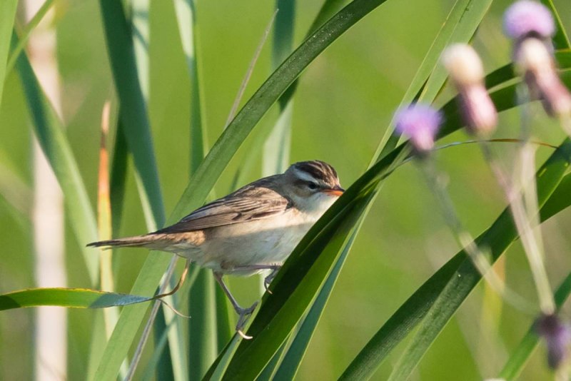 Птичка Камышовка-барсучок