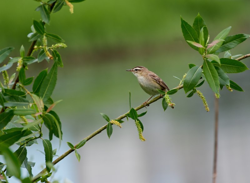 Камышевка-барсучок - Acrocephalus schoenobaenus