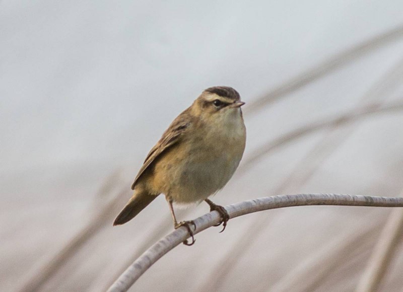 Науруанская Камышовка