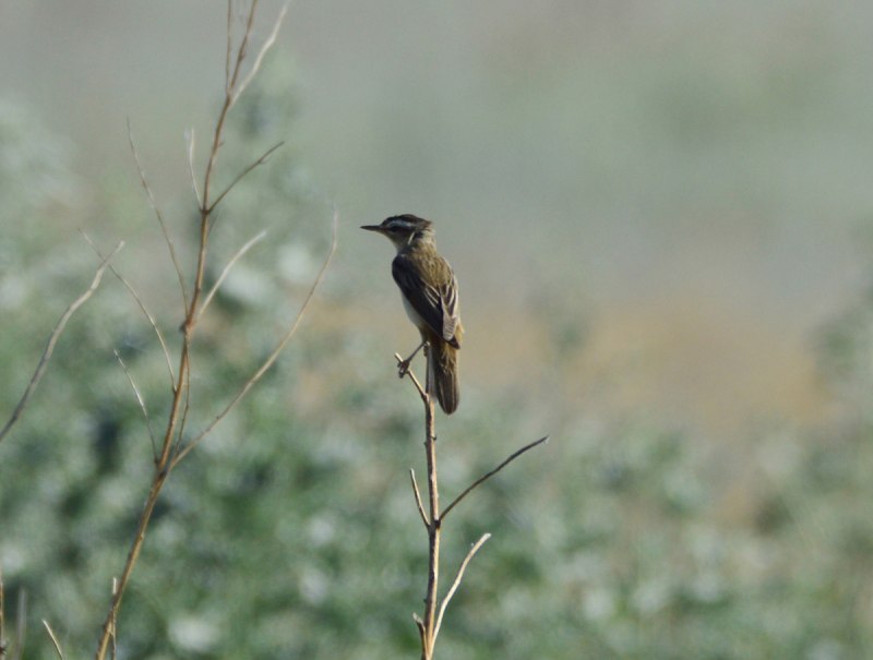 Камышевка-барсучок - Acrocephalus schoenobaenus