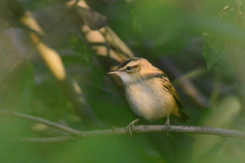 Камышовка барсучок птенец