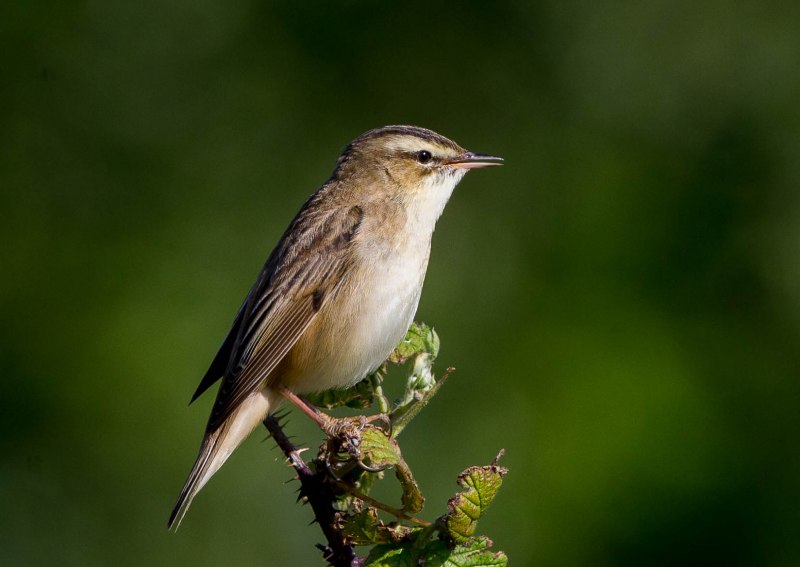 Камышовка барсучок птица