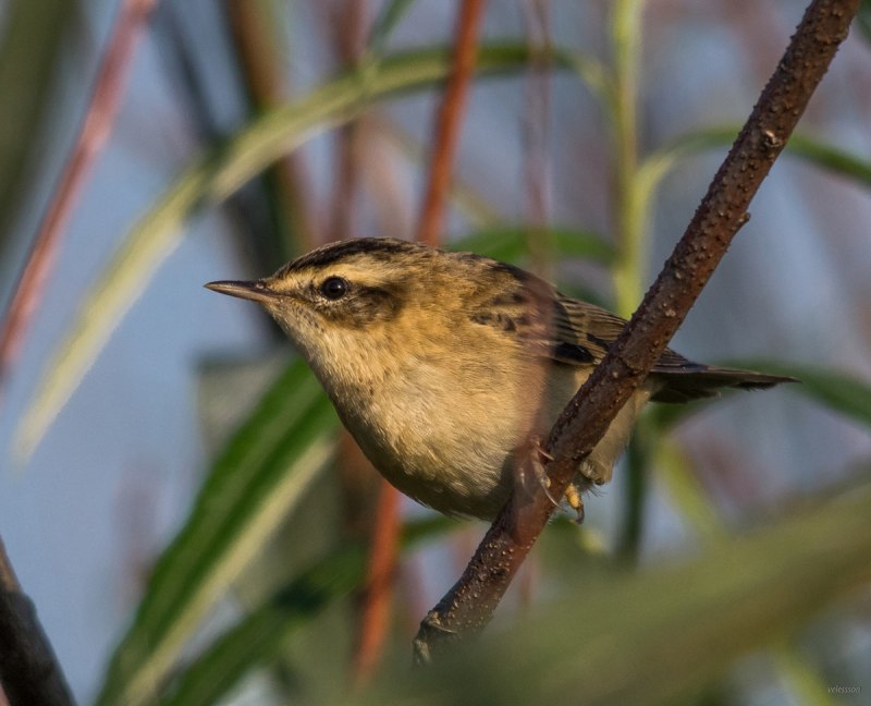 Камышовка-барсучок самец