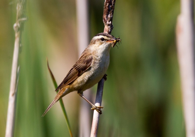 Камышовка барсучок голос