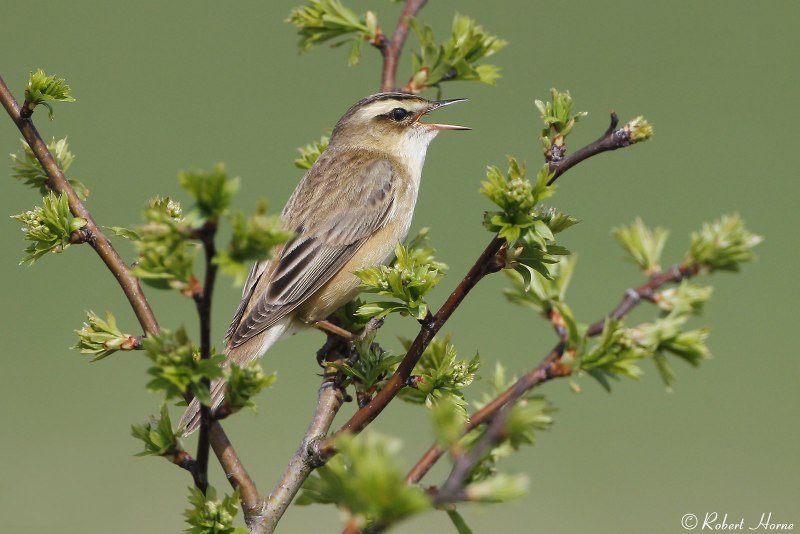 Камышовка барсучок птенец