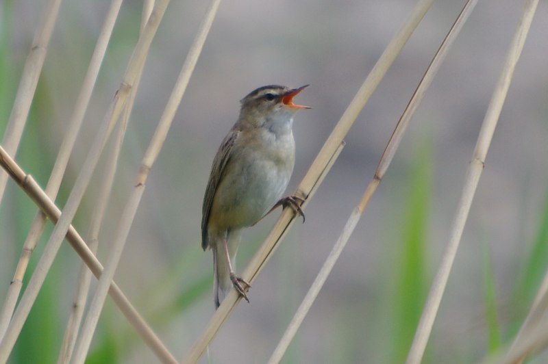 Садовая Камышовка гнездо