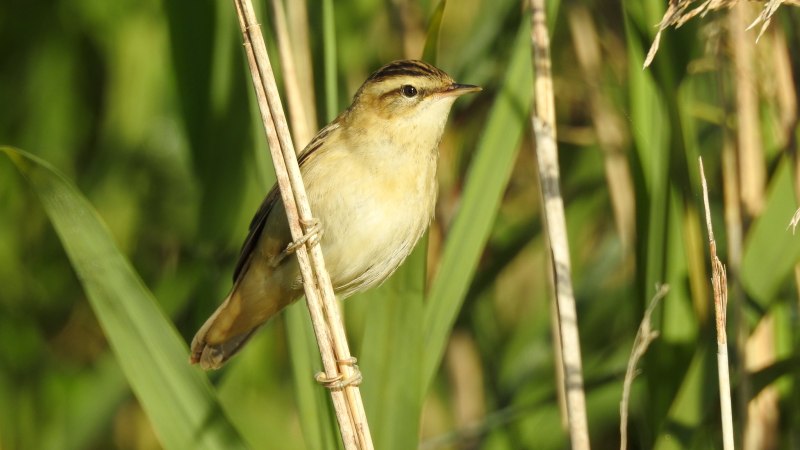 Маньчжурская Камышовка