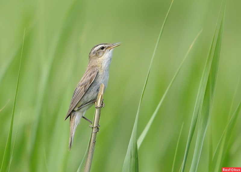 Маньчжурская Камышовка