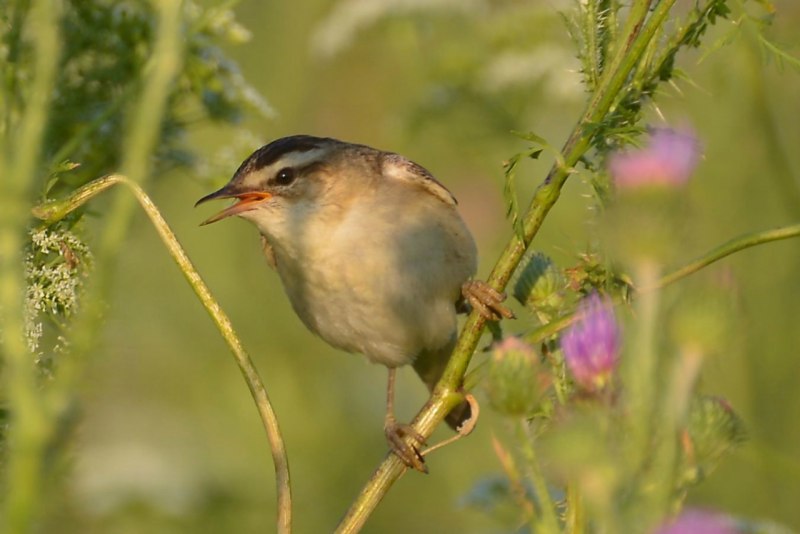 Камышовка барсучок птица