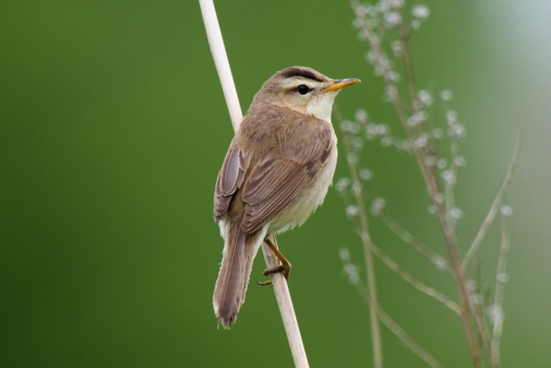 Иракская Камышовка
