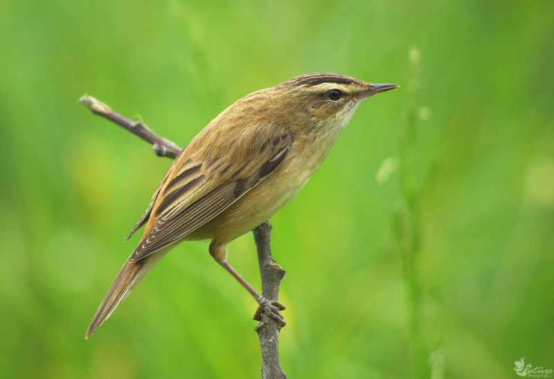 Камышевка барсучок