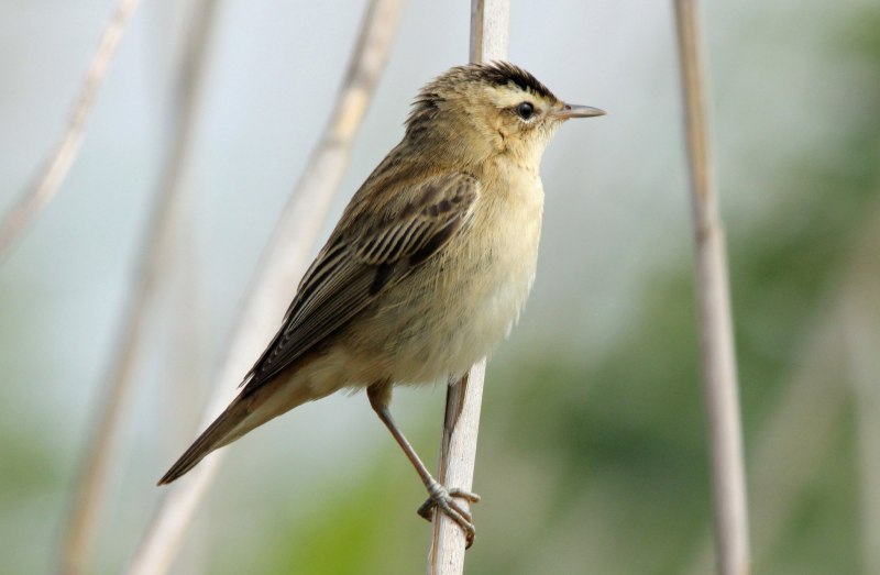 Камышовка барсучок птица