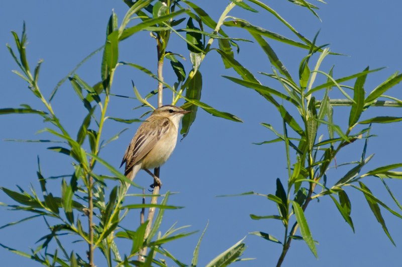 Камышовка обыкновенная