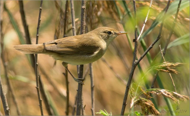 Камышовка и Воробей