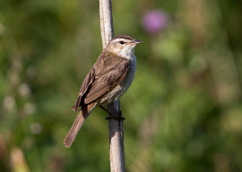 Камышовка барсучок голос