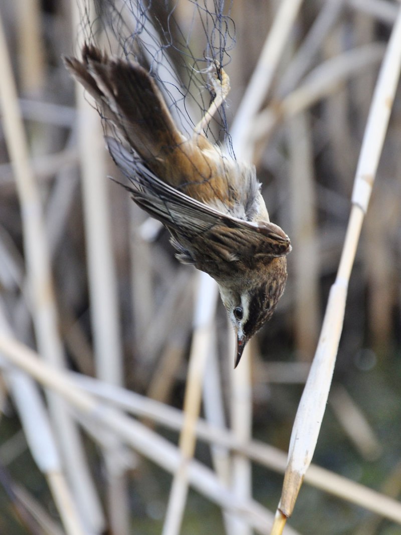 Гуамская Камышовка