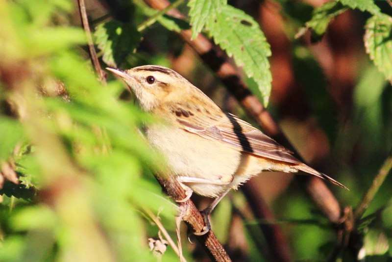 Птица вертлявая камышевка