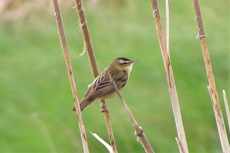 Камышовка барсучок птица