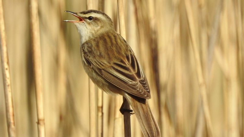 Камышовка барсучок птица фото