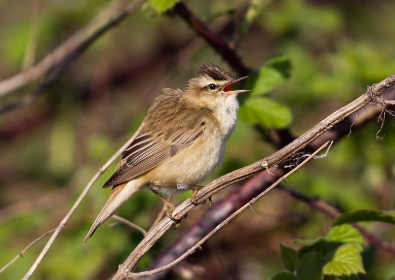 Камышевка-барсучок - Acrocephalus schoenobaenus