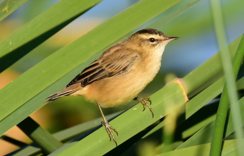 Барсучок птица