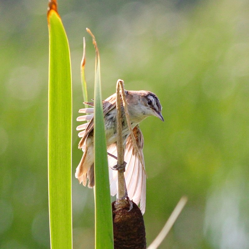 Птица вертлявая камышевка