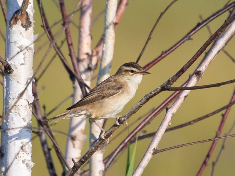 Камышевка-барсучок - Acrocephalus schoenobaenus