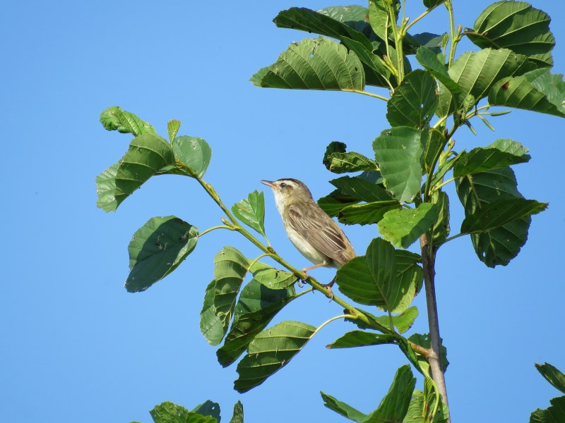Садовая Камышовка