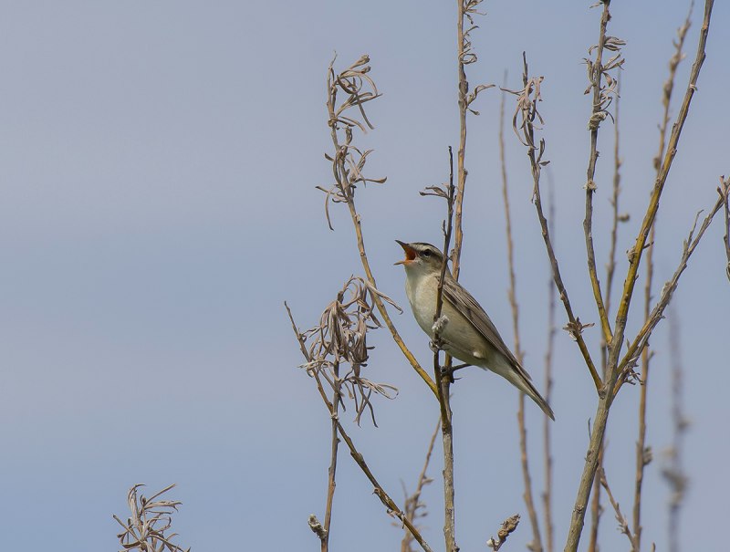 Вертлявая камышевка