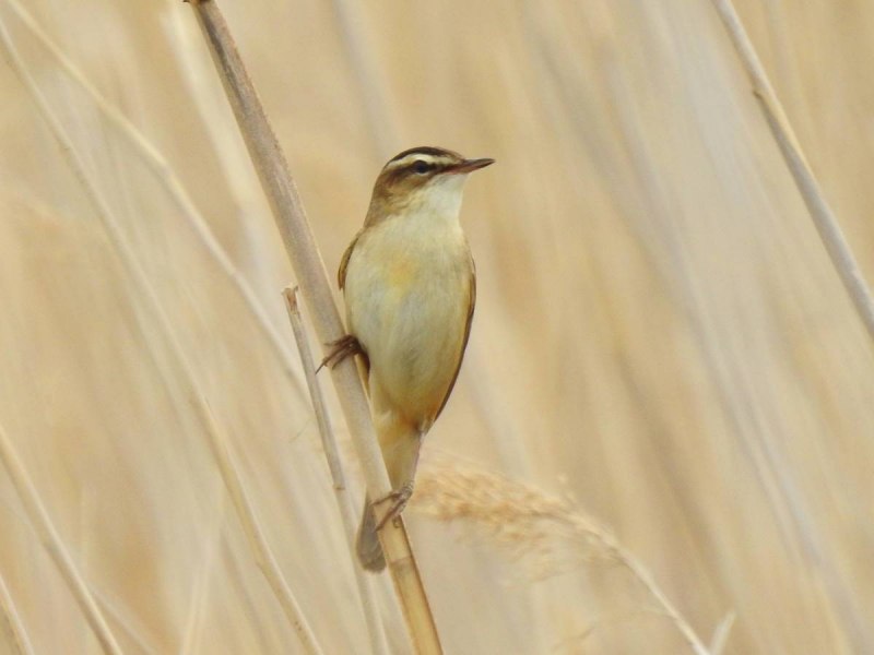 Камышовка-барсучок самец