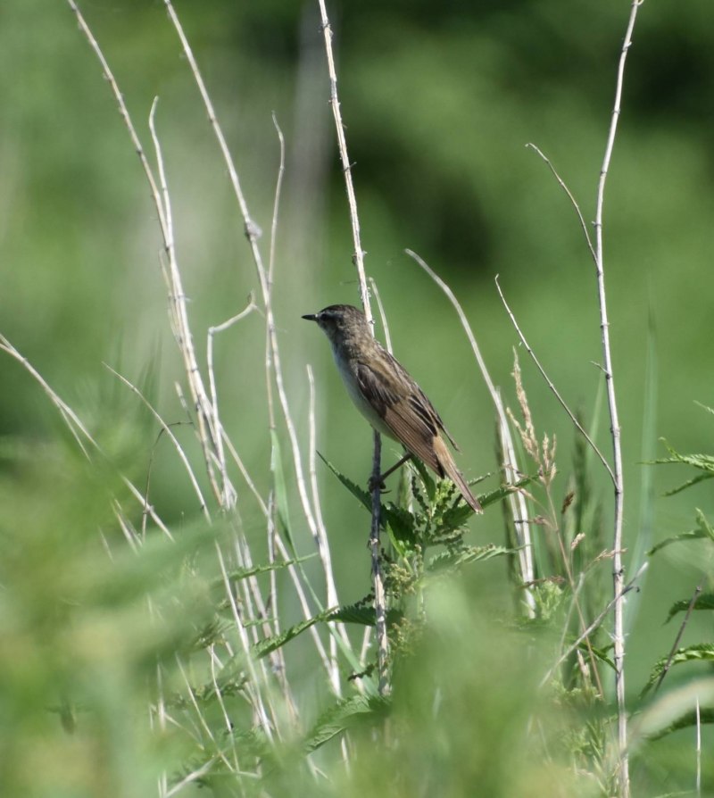Стайные птицы Башкирии