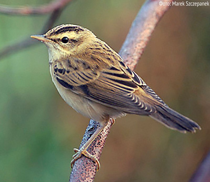 Вышивка Камышовка барсучок