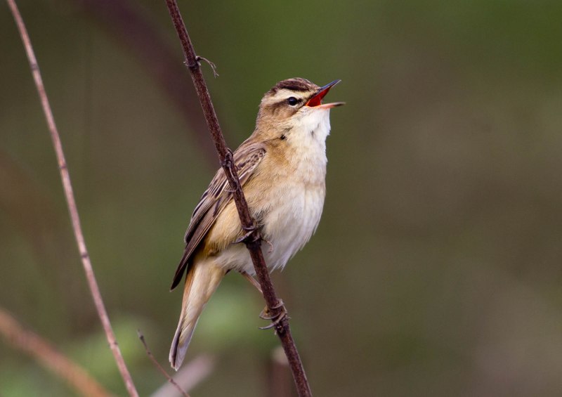Камышевка барсучок