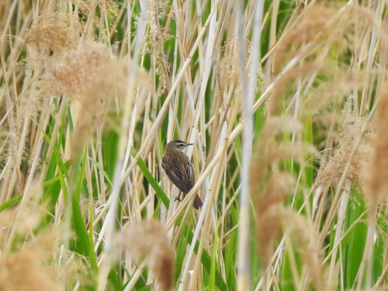 Болотная Камышовка птенец