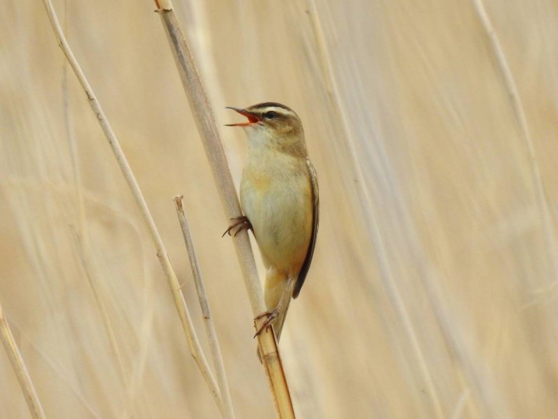 Птицы Новосибирской области