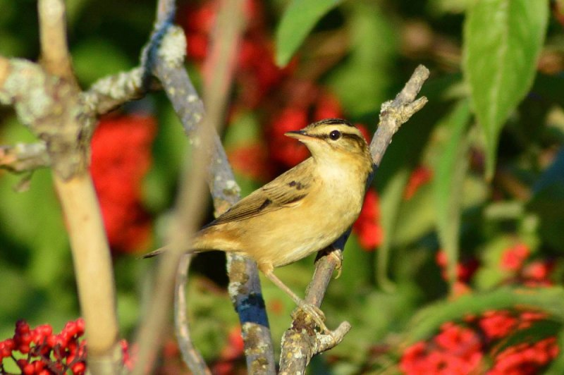 Птички Пензенской области