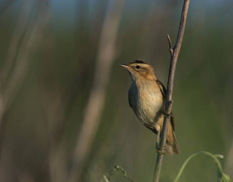 Болотная Камышовка птенец