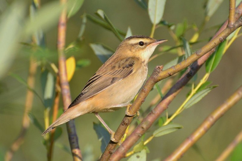 Просяная Камышовка
