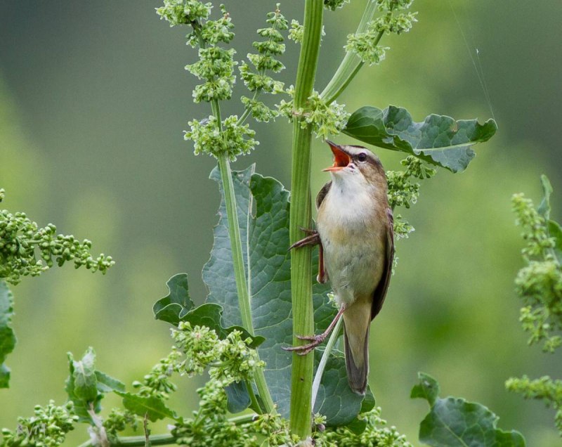Камышевка-барсучок Елена Поликаркина