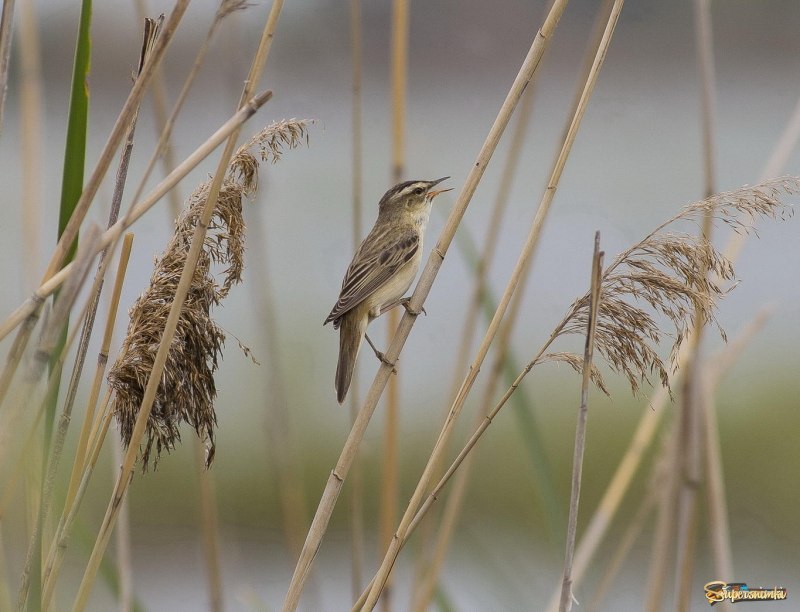 Анапа мелкие птицы